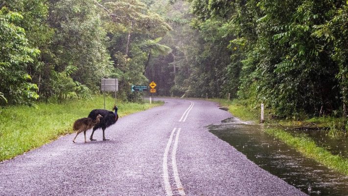 Cairns, Daintree rainforest
